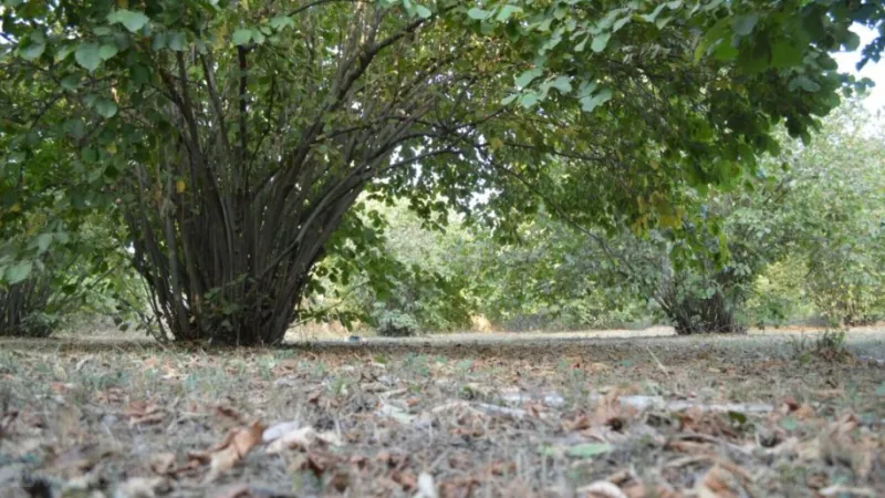 Satılır Torpaq 55 sot Oğuz - şəkil 7