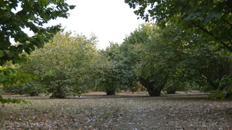 Satılır Torpaq 55 sot Oğuz - şəkil 8