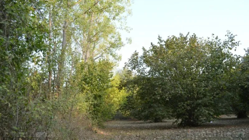 Satılır Torpaq 55 sot Oğuz - şəkil 9