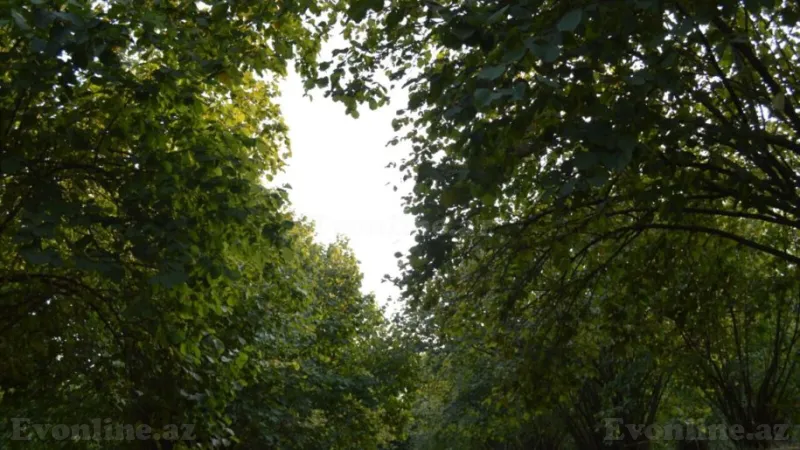 Satılır Torpaq 55 sot Oğuz - şəkil 10