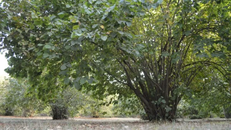 Satılır Torpaq 55 sot Oğuz - şəkil 11