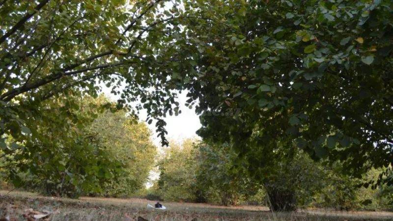 Satılır Torpaq 55 sot Oğuz - şəkil 12