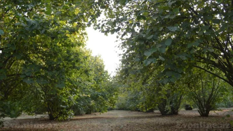 Satılır Torpaq 55 sot Oğuz - şəkil 13