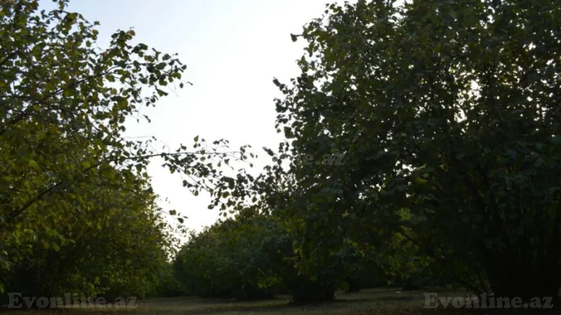 Satılır Torpaq 55 sot Oğuz - şəkil 14