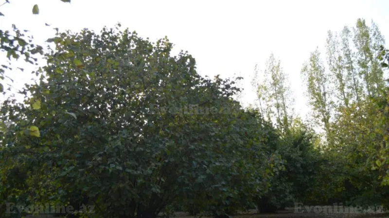 Satılır Torpaq 55 sot Oğuz - şəkil 15