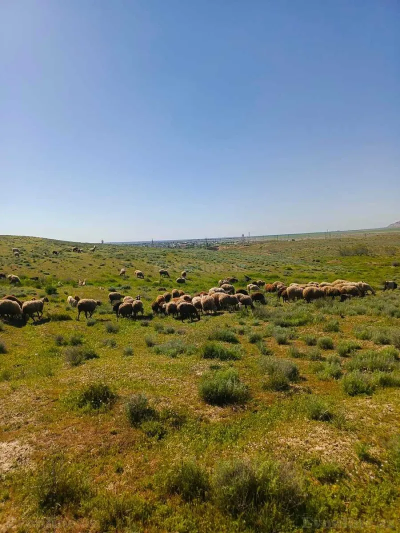 Satılır Obyekt 1000 m² Hacıqabul - şəkil 16