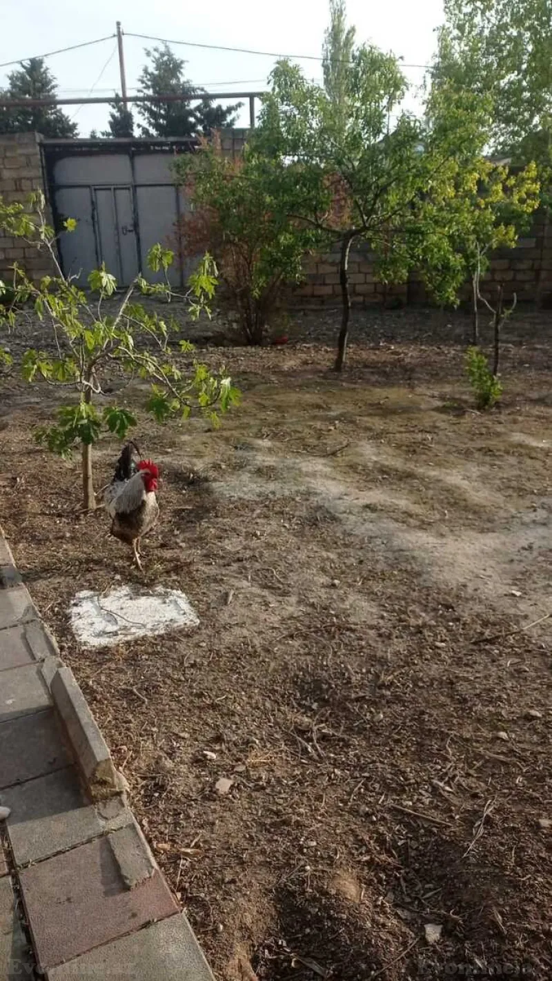 Satılır Torpaq 11.5 sot Badamdar - şəkil 3