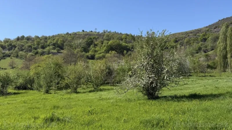 Satılır Torpaq 17.5 sot Qəbələ - şəkil 5