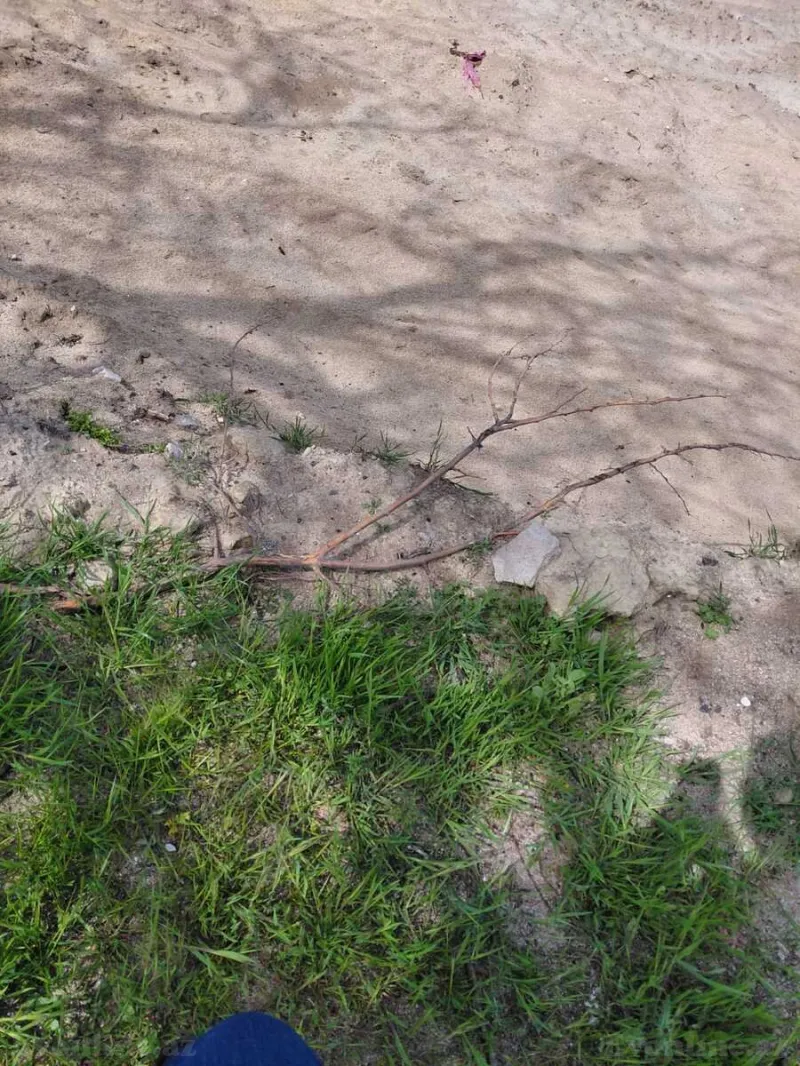 Satılır Torpaq 12.5 sot Nardaran - şəkil 5