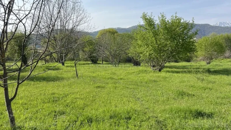 Satılır Torpaq 44 sot Qəbələ