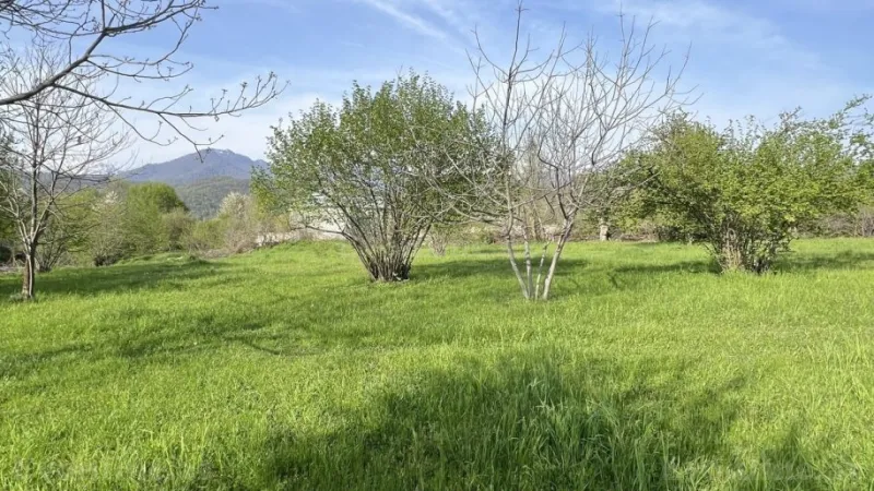 Satılır Torpaq 44 sot Qəbələ - şəkil 2