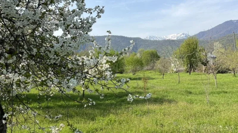 Satılır Torpaq 44 sot Qəbələ - şəkil 3