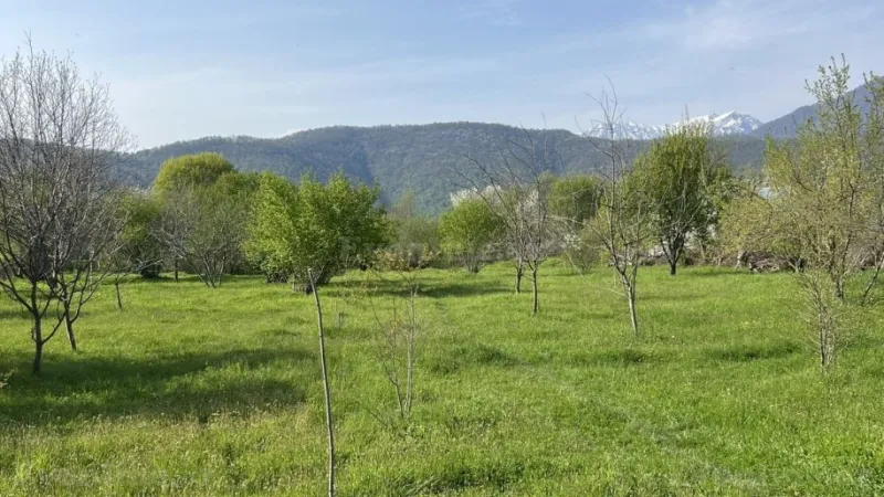 Satılır Torpaq 44 sot Qəbələ - şəkil 4