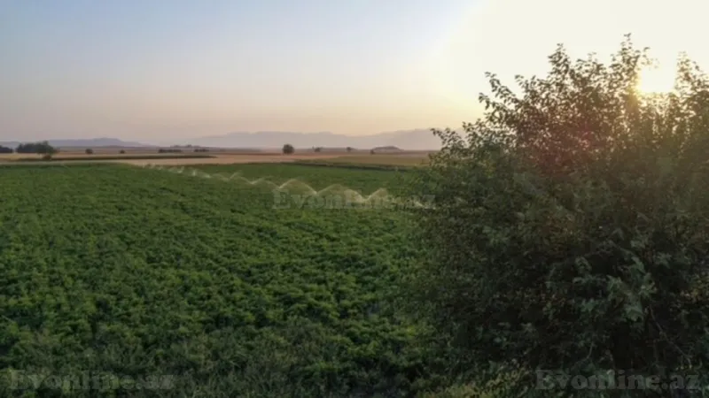 Satılır Torpaq 5000 sot Salyan