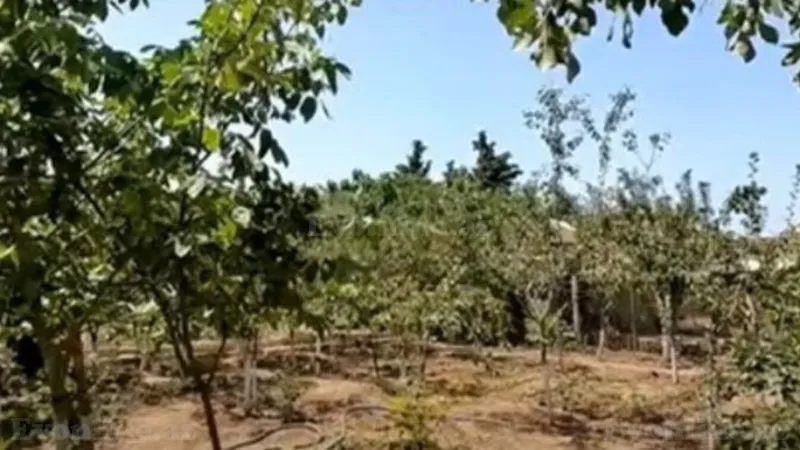 Satılır Torpaq 12 sot Görədil - şəkil 3