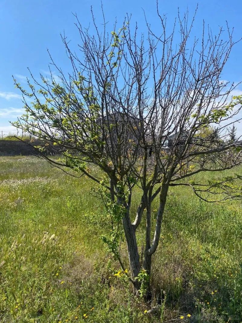 Satılır Torpaq 26 sot Novxanı - şəkil 8