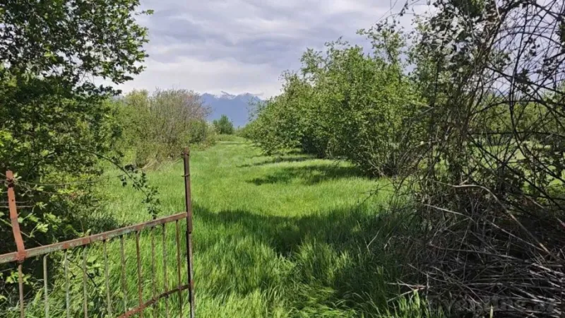 Satılır Torpaq 60 sot Qəbələ - şəkil 2