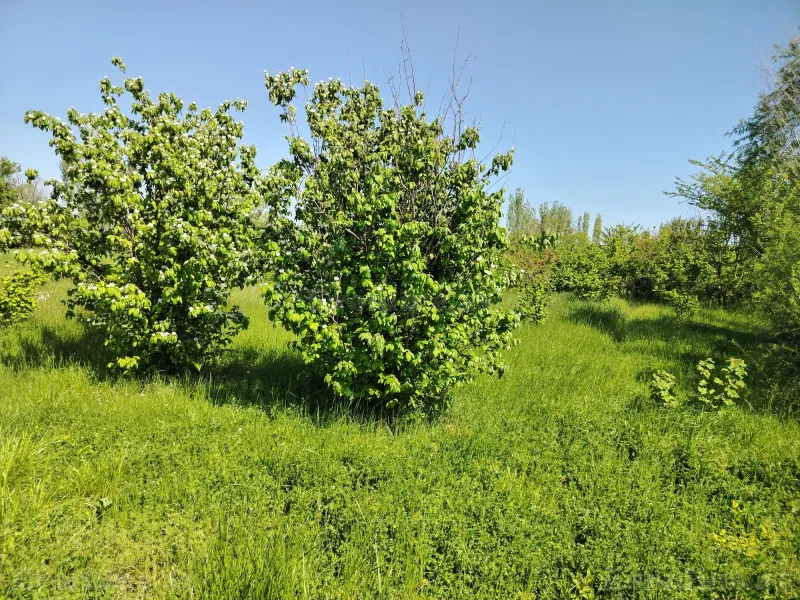 Satılır Torpaq 10 sot Xaçmaz - şəkil 2