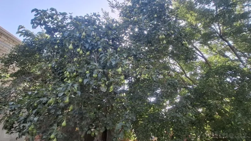 Satılır Torpaq 10 sot Mehdiabad - şəkil 3
