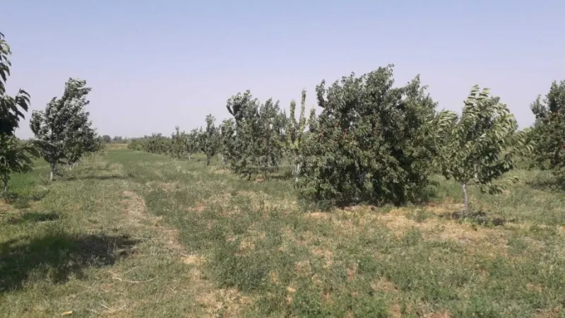 Satılır Obyekt 20000 m² Quba - şəkil 10
