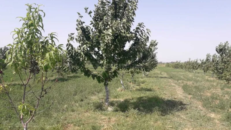 Satılır Obyekt 20000 m² Quba - şəkil 12
