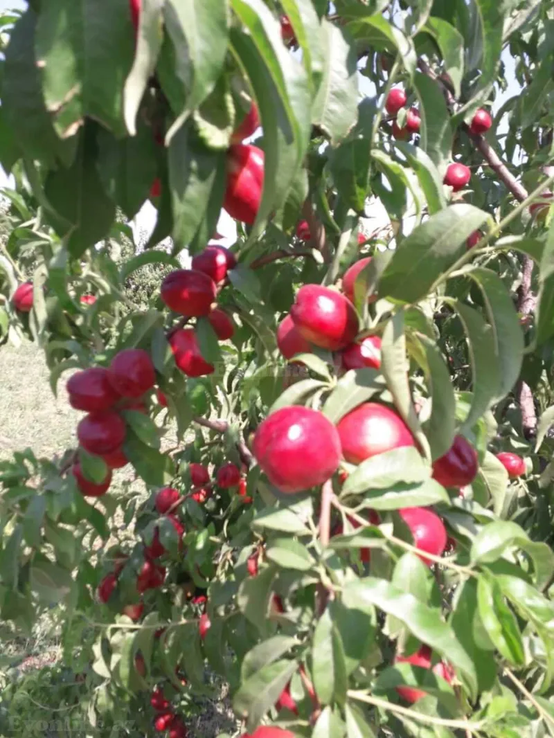Satılır Obyekt 20000 m² Quba - şəkil 13