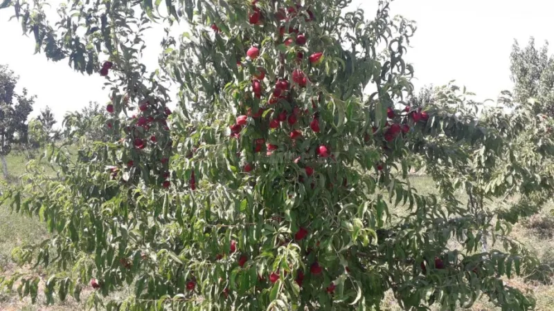 Satılır Obyekt 20000 m² Quba - şəkil 15