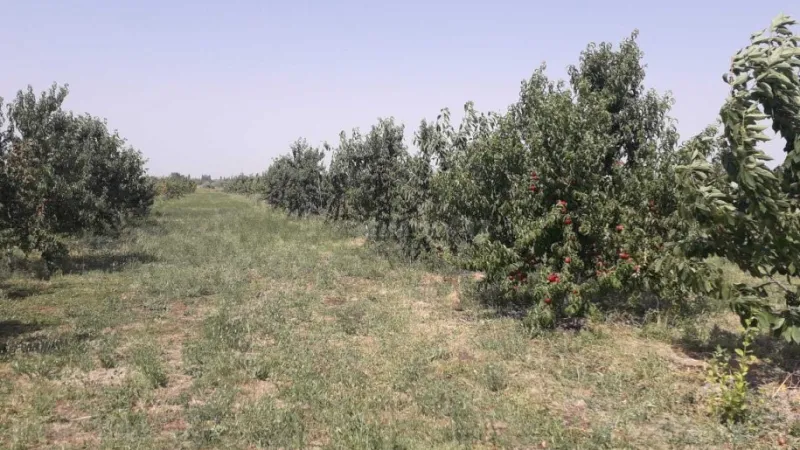 Satılır Obyekt 20000 m² Quba - şəkil 18
