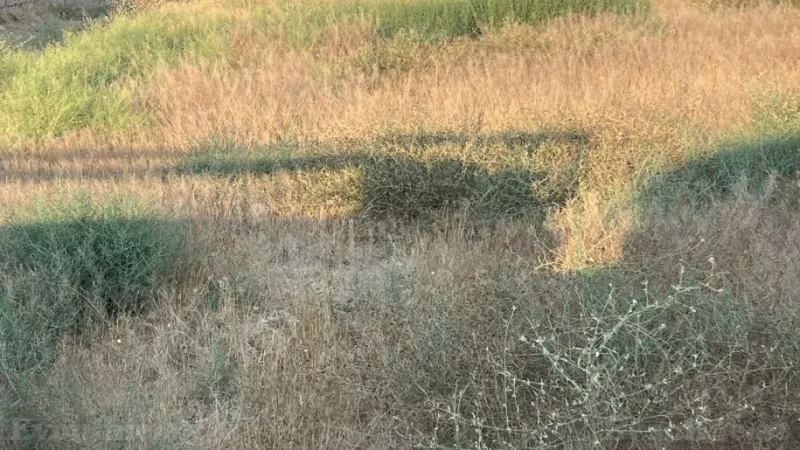 Satılır Torpaq 12 sot Nardaran - şəkil 7
