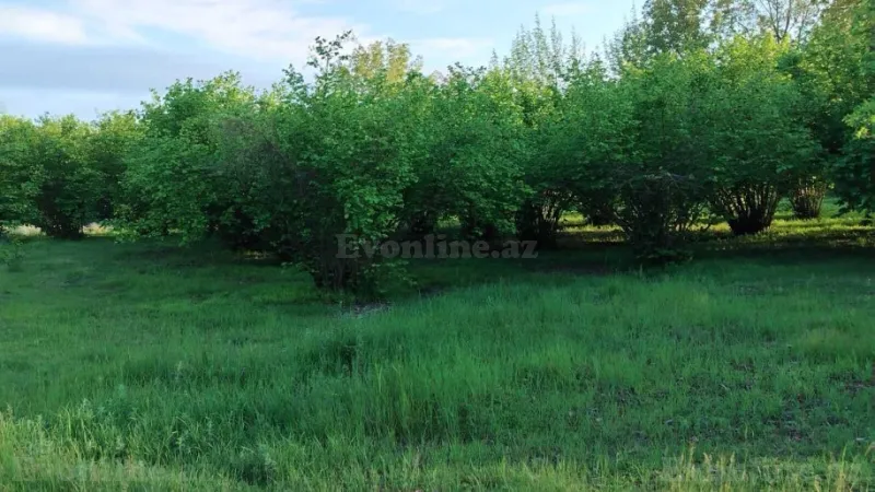 Torpaq Qəbələ Satılır