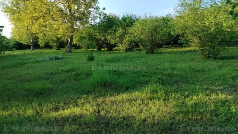 Satılır Torpaq 50 sot Qəbələ - şəkil 7