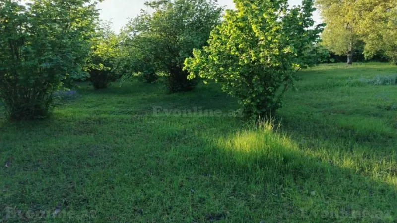 Satılır Torpaq 50 sot Qəbələ - şəkil 8