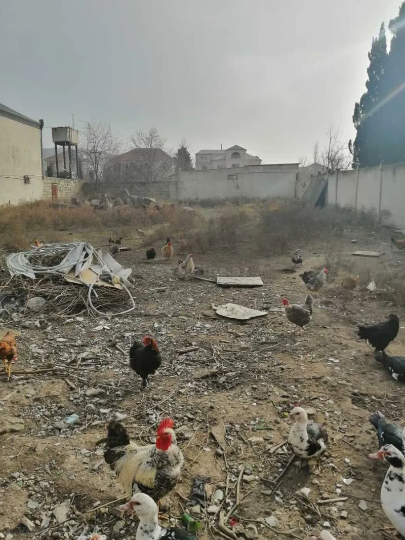 Satılır Torpaq 8 sot Novxanı