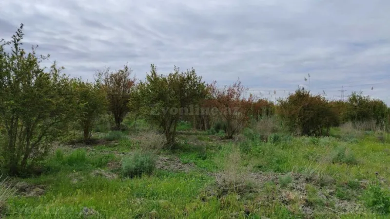 Satılır Torpaq 35092.6 sot Salyan - şəkil 16