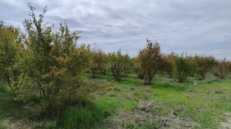 Satılır Torpaq 35092.6 sot Salyan - şəkil 17