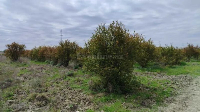 Satılır Torpaq 35092.6 sot Salyan - şəkil 19
