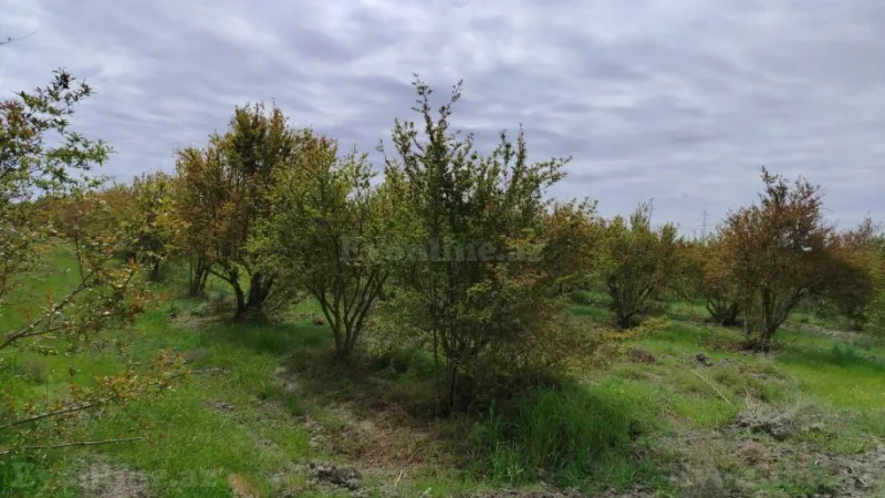 Satılır Torpaq 35092.6 sot Salyan - şəkil 21