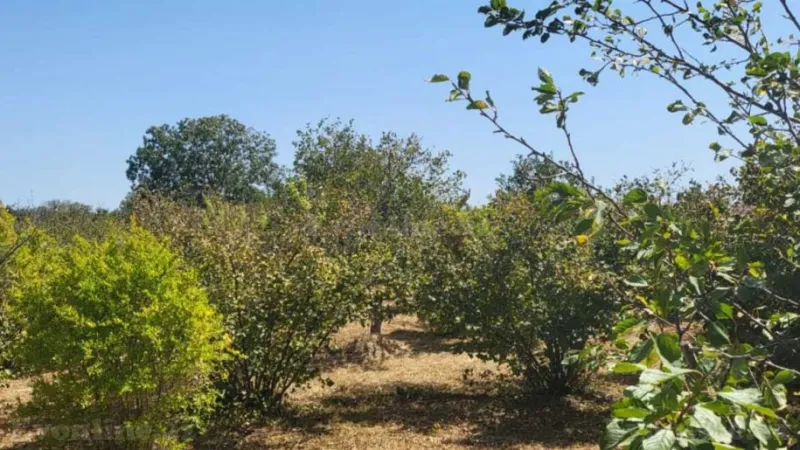 Satılır Torpaq 20 sot Xaçmaz - şəkil 3