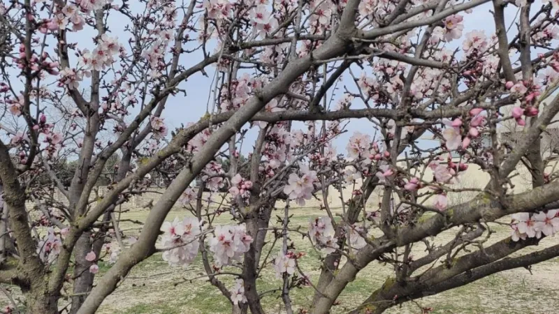 Satılır Torpaq 12 sot Bilgəh - şəkil 9