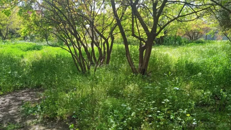 Torpaq Badamdar Satılır