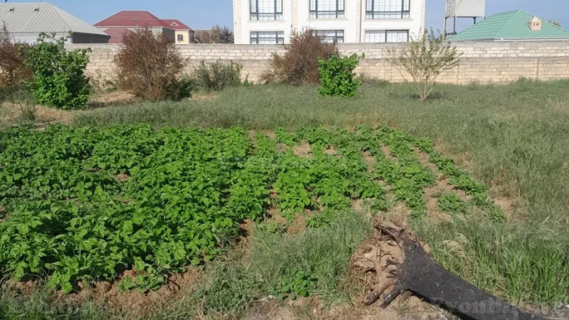 Satılır Torpaq 10 sot Bilgəh - şəkil 3