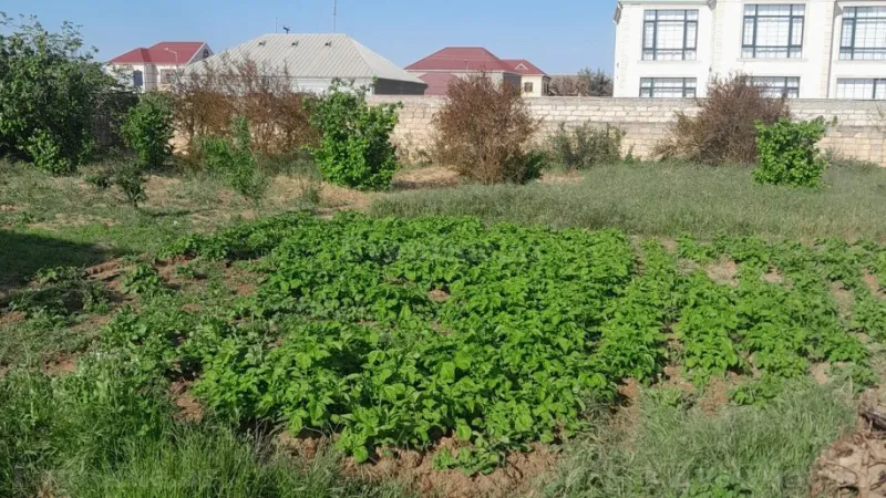 Satılır Torpaq 10 sot Bilgəh - şəkil 4