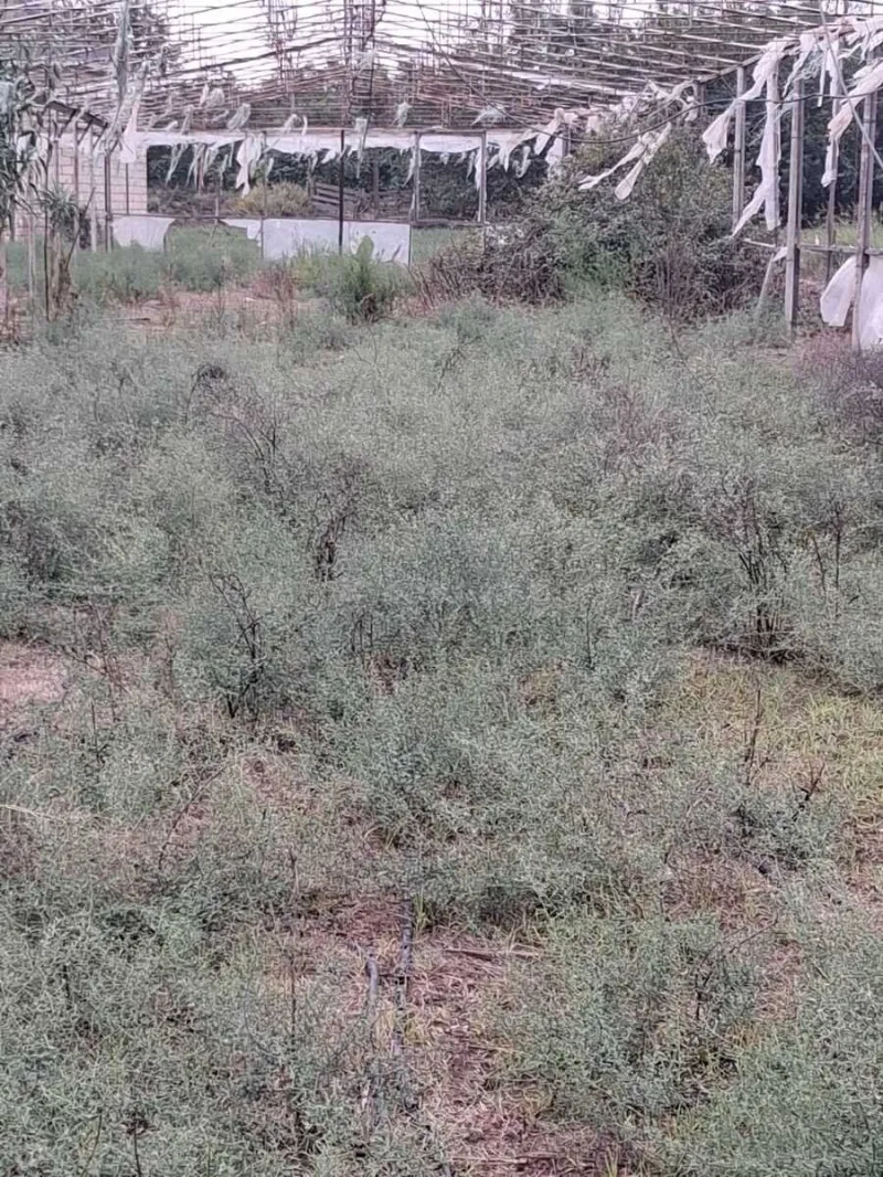 Satılır Obyekt 1500 m² İmişli - şəkil 2