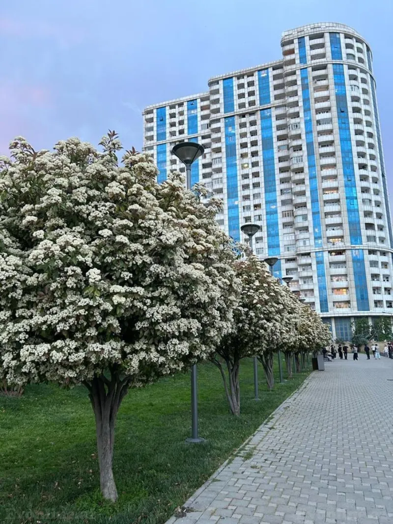 2 otaqlı Mənzil 90 m² Yasamal Kirayə verilir