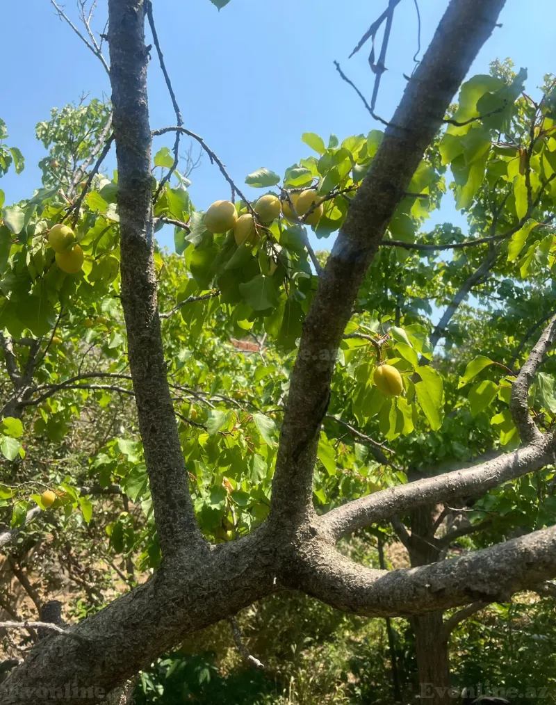 Satılır 4 otaqlı Həyət evi 140 m² Mərdəkan - şəkil 20