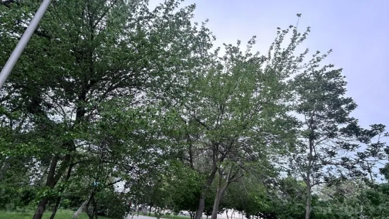 Kirayə verilir 2 otaqlı Mənzil Köhnə tikili 40 m² Qara Qarayev m. - şəkil 3