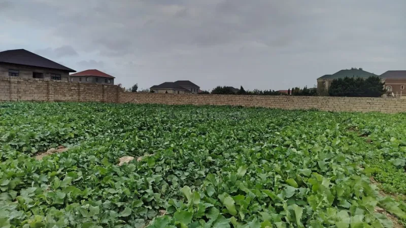 Satılır Torpaq 10 sot Binə