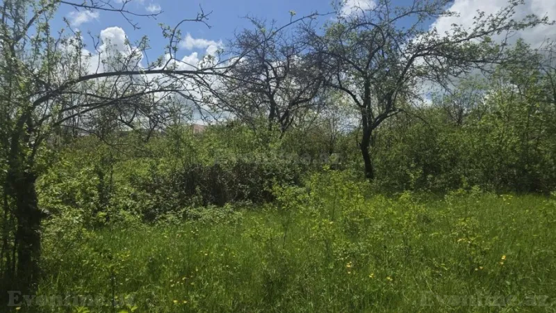 Torpaq Şamaxı Satılır