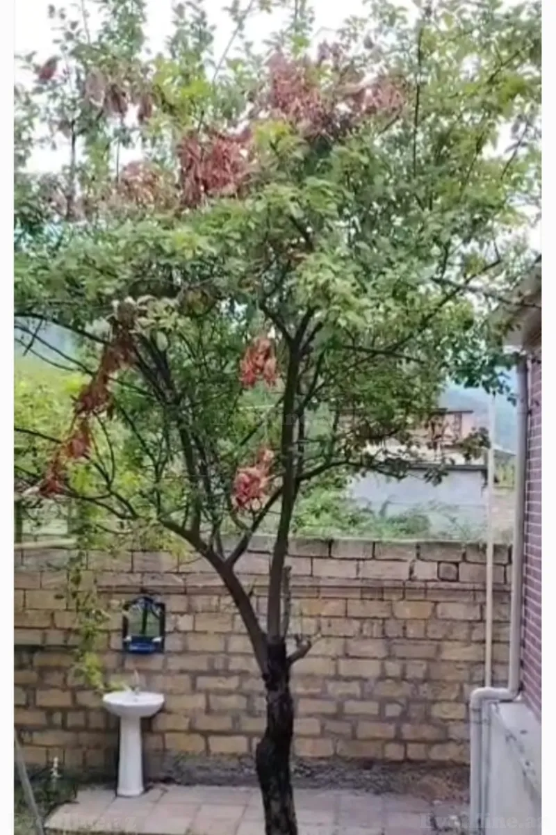 Satılır 4 otaqlı Həyət evi 117 m² İsmayıllı - şəkil 15