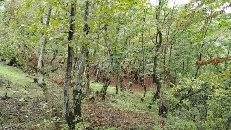 Satılır Torpaq 50 sot Quba - şəkil 3